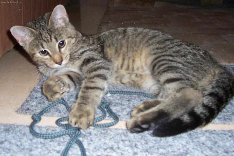 Foto: Max�k-poj� si hr�t....