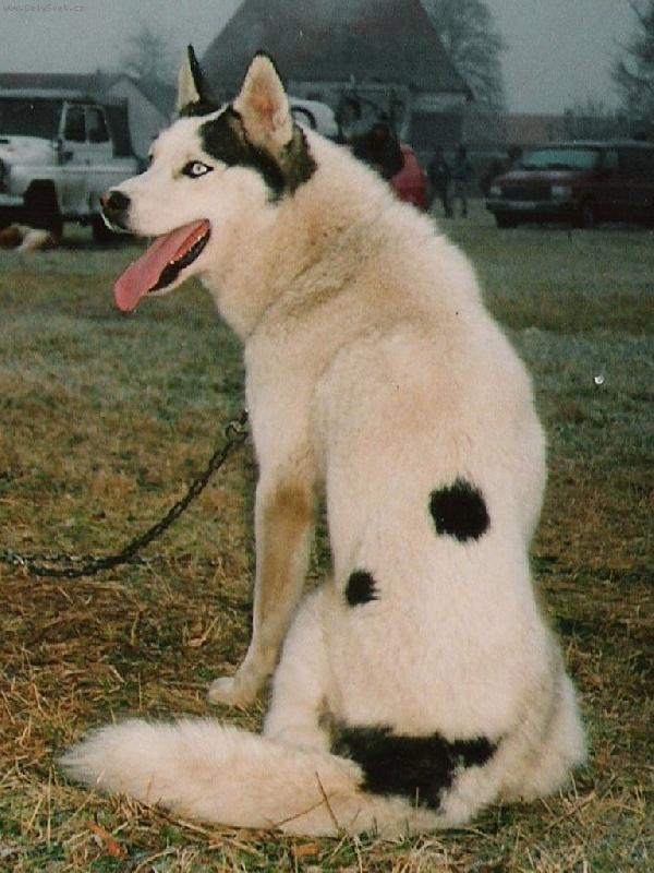 Foto: HUSH-�kvo�etice