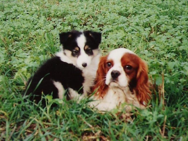 Foto: Dagou�ek-a �elti �eny