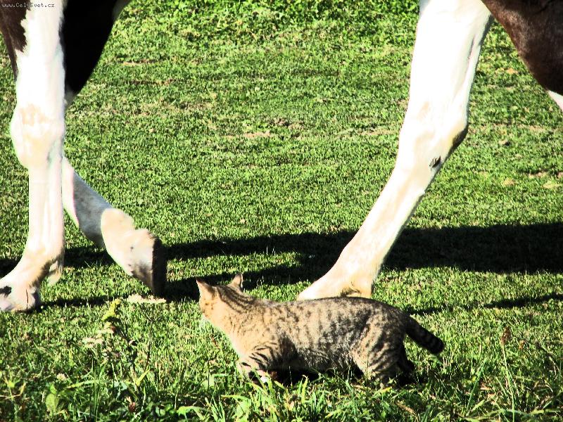 Foto: " David a Goli�"