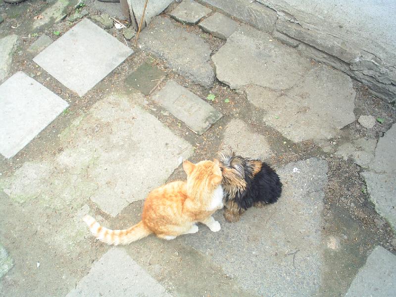 Foto: nelinka a macek-pusinkov�n� zv���tek...a pak ze se pes s kockou nesnese :)