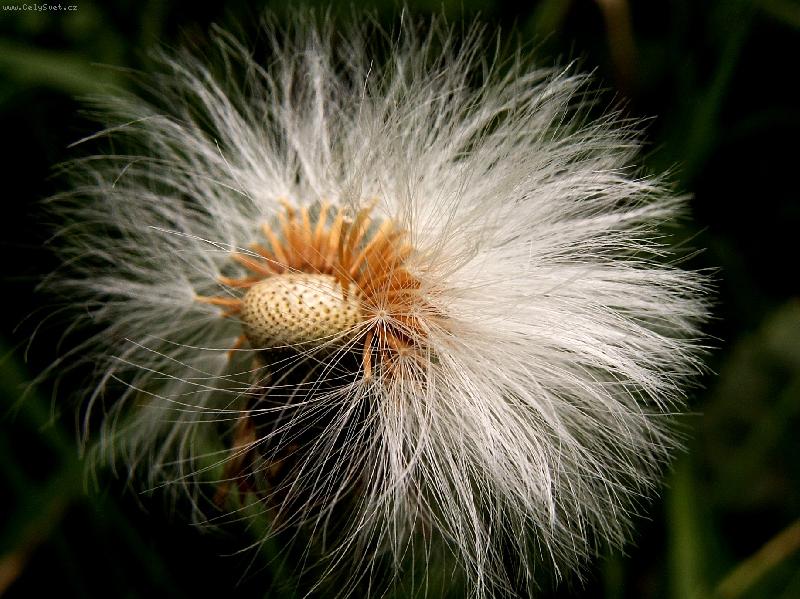 Foto: Rozcuchan� kr�ska