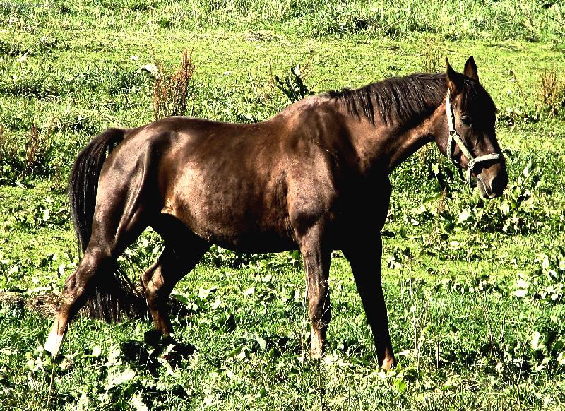 Foto: S�la a elegance