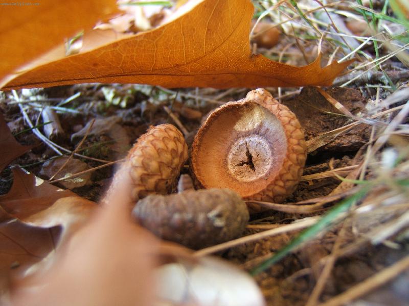 Foto: �aludov� z�ti��-�echy pod Kos��em