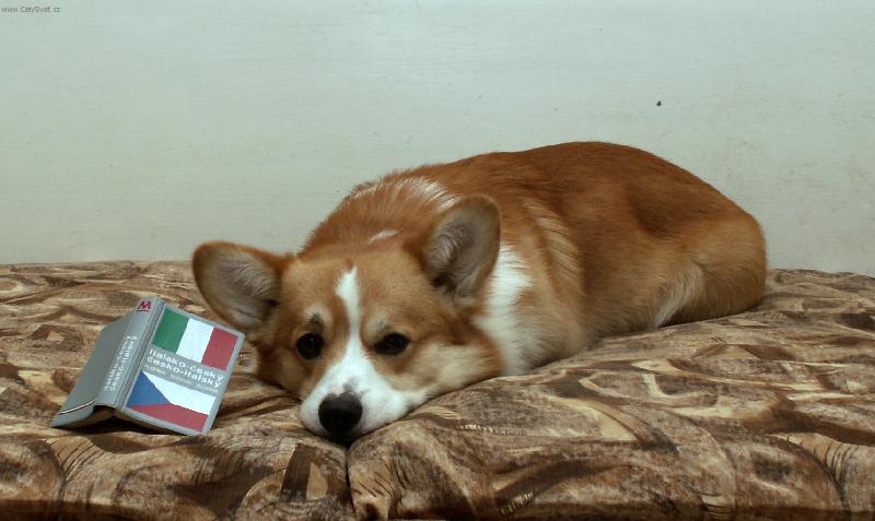 Foto: il traduttore-il traduttore - p�ekladatel Darney