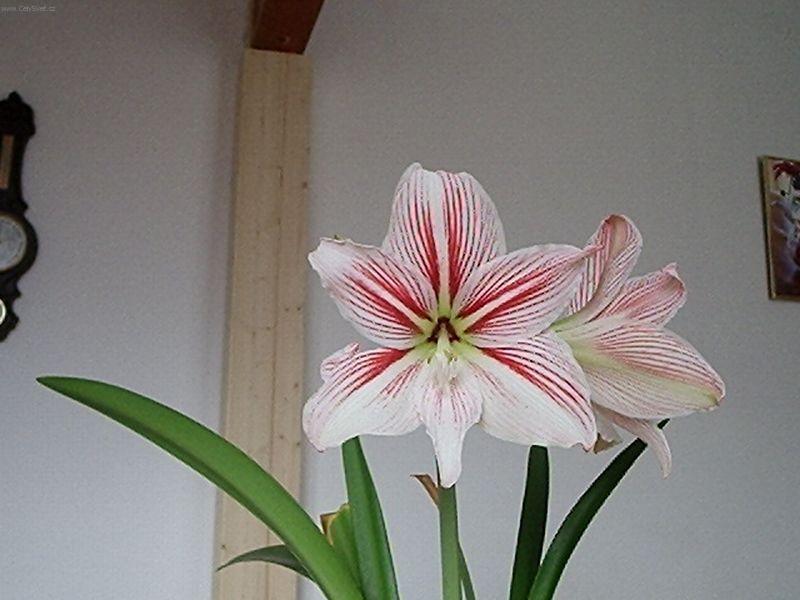 Foto: Amarylis-Kv�t Amarylis