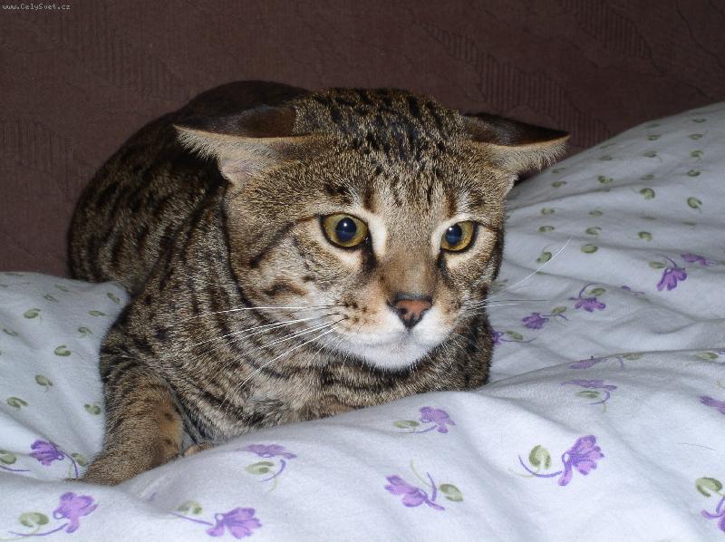 Foto: Bojov� pohotovost