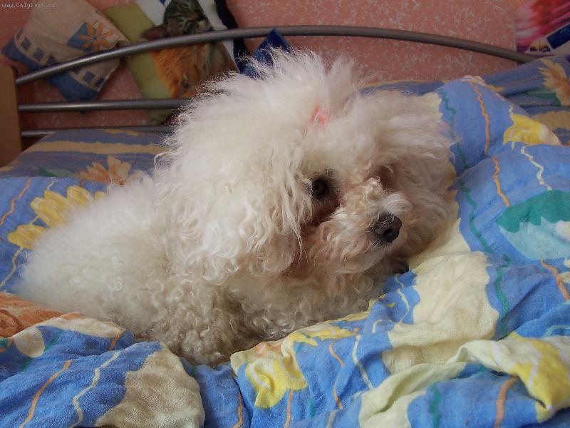 Foto: Bi�onek Amynka-Moje nejobl�ben�j�� m�ste�ko ... postel