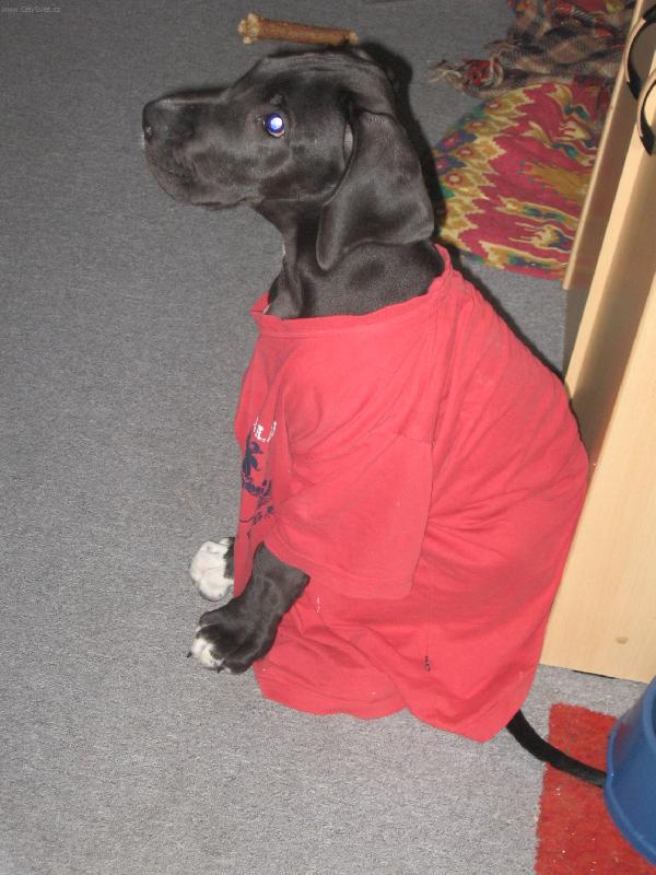 Foto: M�dn� p�ehl�dka v Pa��i-Kam se na m� hrabe Naomi Cambell