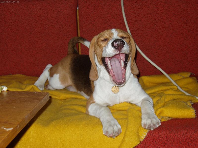 Foto: U����, to je ale nuda...-Frik (5 m�s�c�)