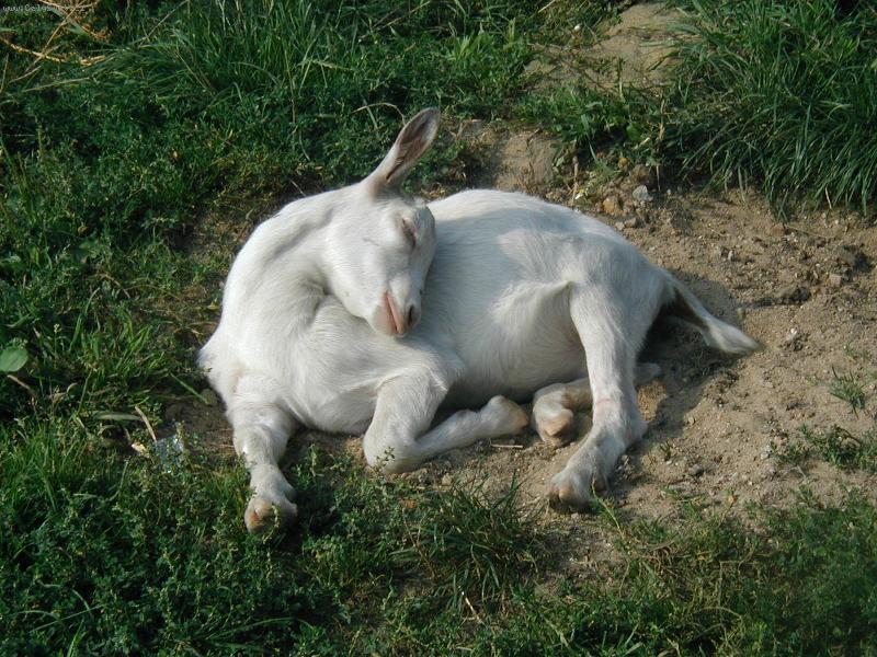 Foto: kozl�k m� krutou polohu