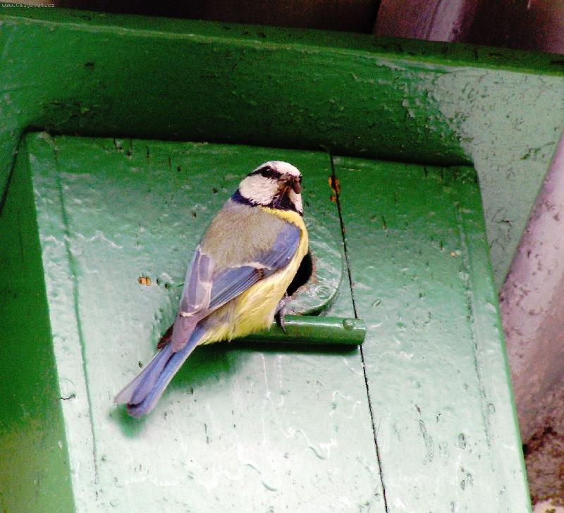 Foto: S�kora-Ka�doro�n� n�v�t�va na�� zahrady.