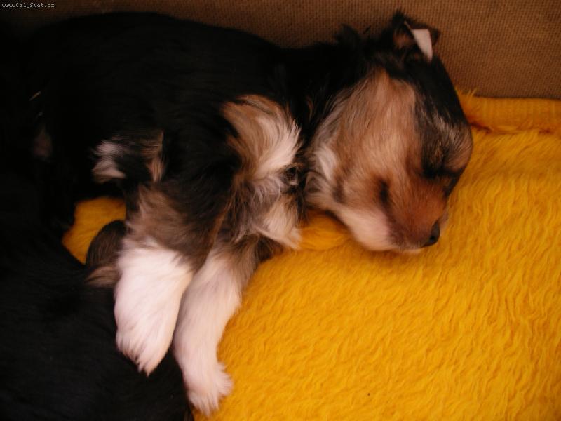 Foto: Tak to je Riki...-Co �ik�te nen� to fe��k?