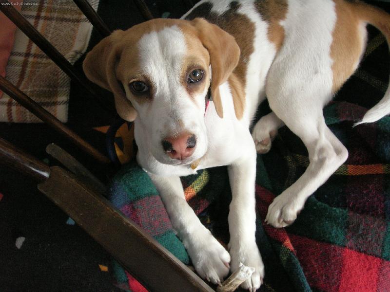 Foto: Fido-J�,�e jsem zlobil