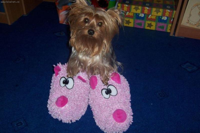 Foto: Nov� papu�ky-Hm... taky mi je n�kdy zima:)