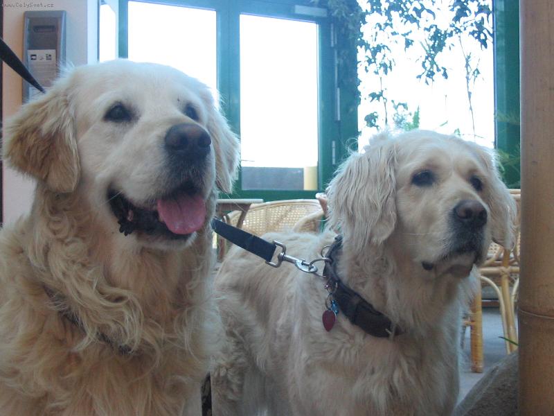 Foto: na�e zlati�ka milujem je!!!-tak d�tcka a �ekn�te s�r.......