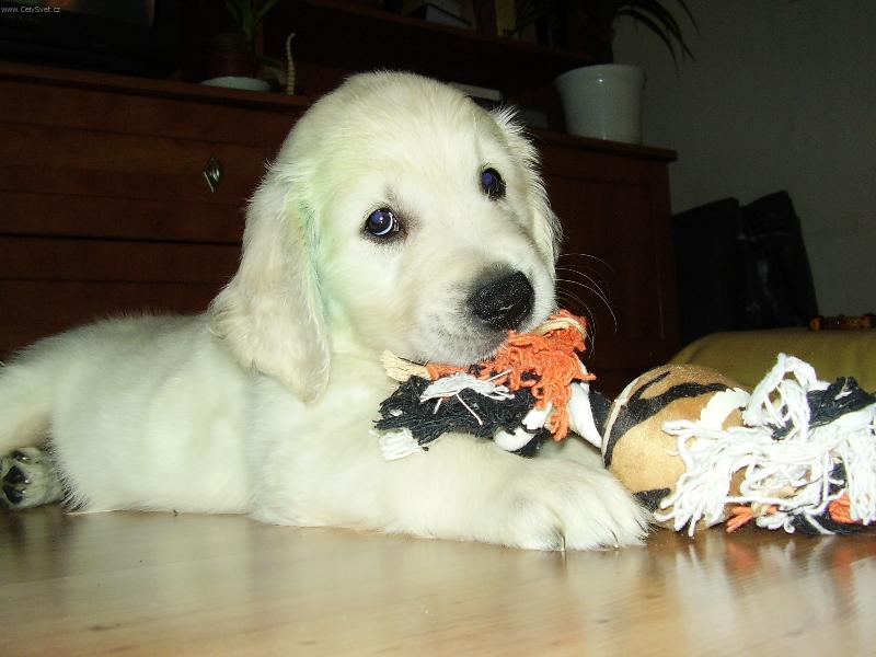 Foto: Angelo zlat� retrivr (sedm t�dn�)-Moje prvn� hra�ka