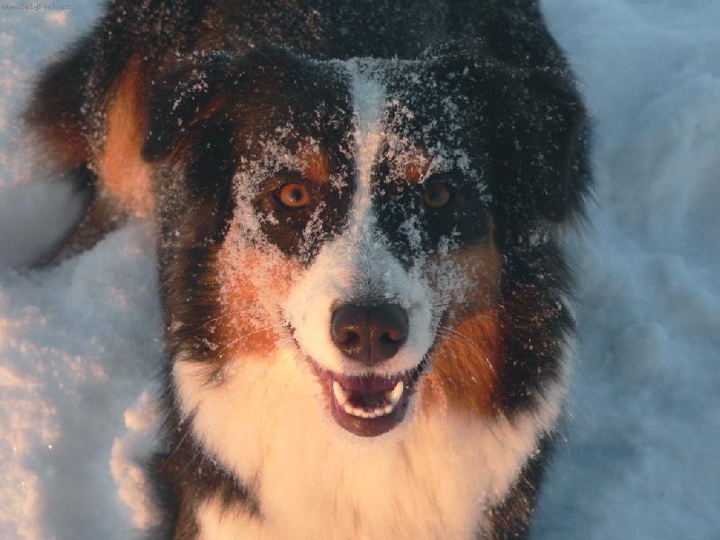 Foto: Chuckie alias sn�n� bub�k