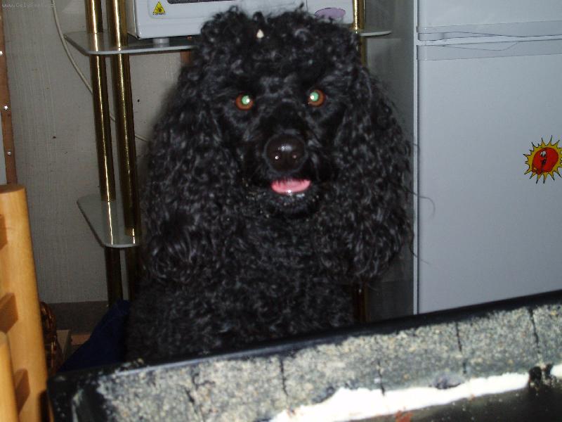 Foto: to je jaz��ek-ta buchta byla opravdu dobr�