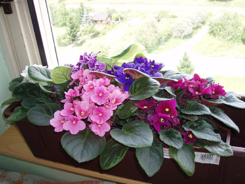 Foto: kvetou ji� p�l roku