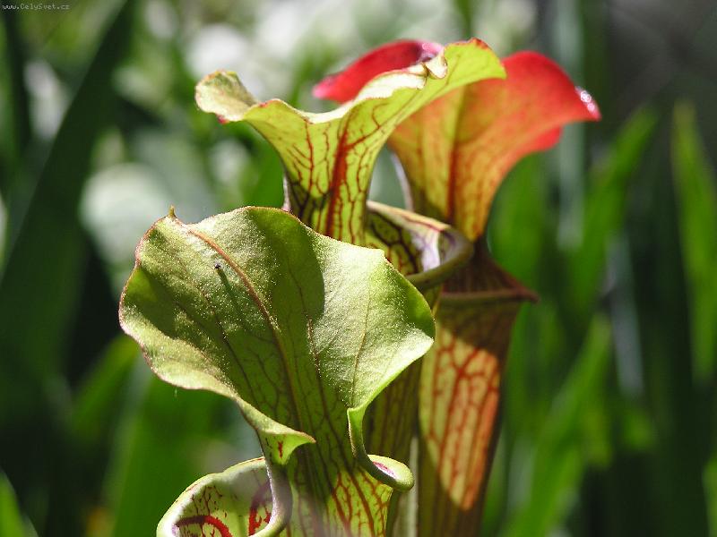Foto: Sarracenia flava-maso�ravka