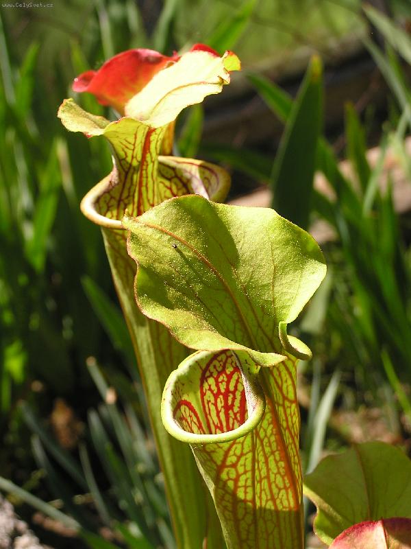 Foto: Sarracenia flava-maso�ravka