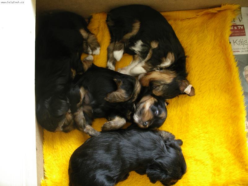 Foto: Mr�ousci...-Zlat��ka nemysl�te?