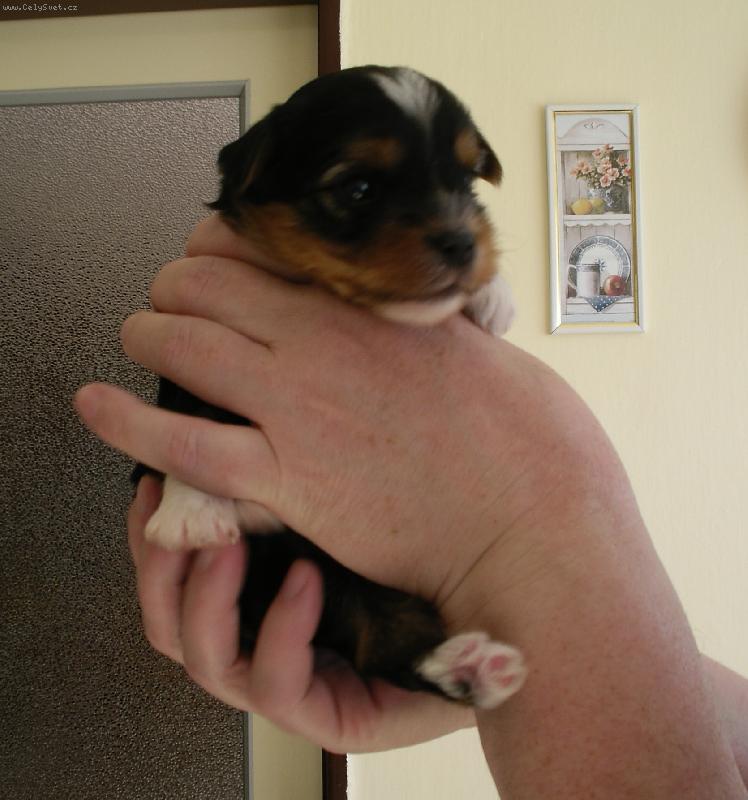 Foto: Mil��ek...-a tady je je�t� jednou m�j fe��k...