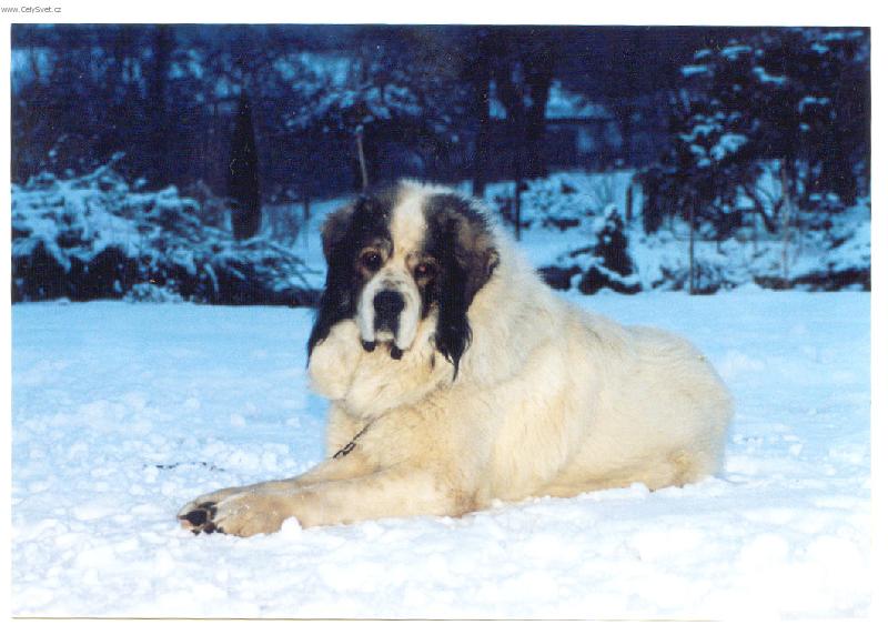 Foto: Ve sn�hu jsem spokojen