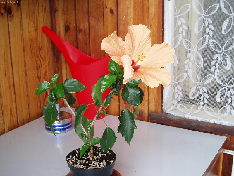 Foto: kr�sa-jsem n�zk�ho vzr�stu,ale velk�ho kv�tu