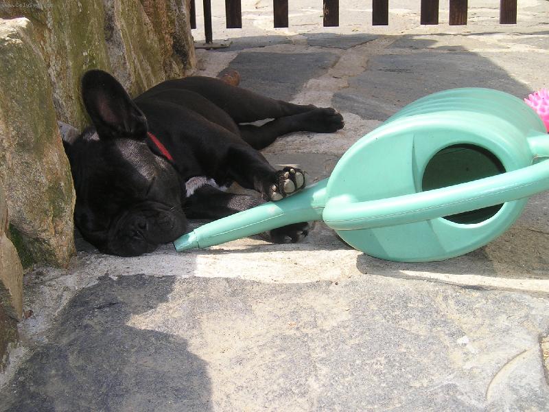 Foto: Unaven� zahradn�k-Buldo�ek Hugo