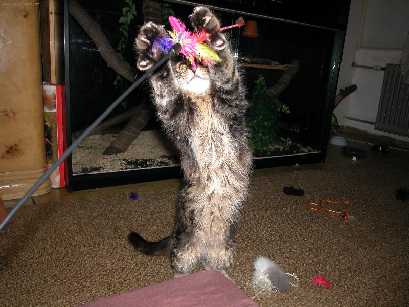 Foto: Dominik-jsem lovec