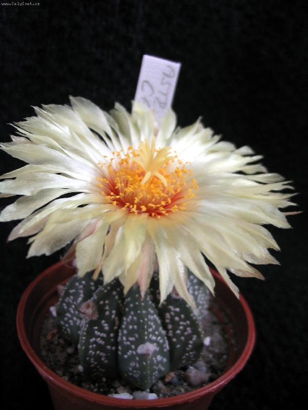 Foto: Astrophytum capricorne x asterias-Kaktus z m� sb�rky