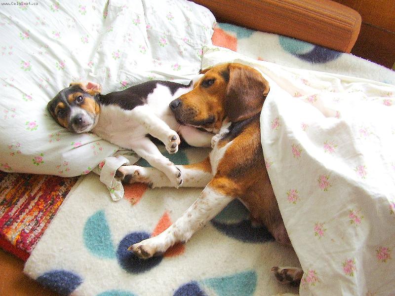 Foto: J�,U� ZASE ST�VAT!-B�GL�CI