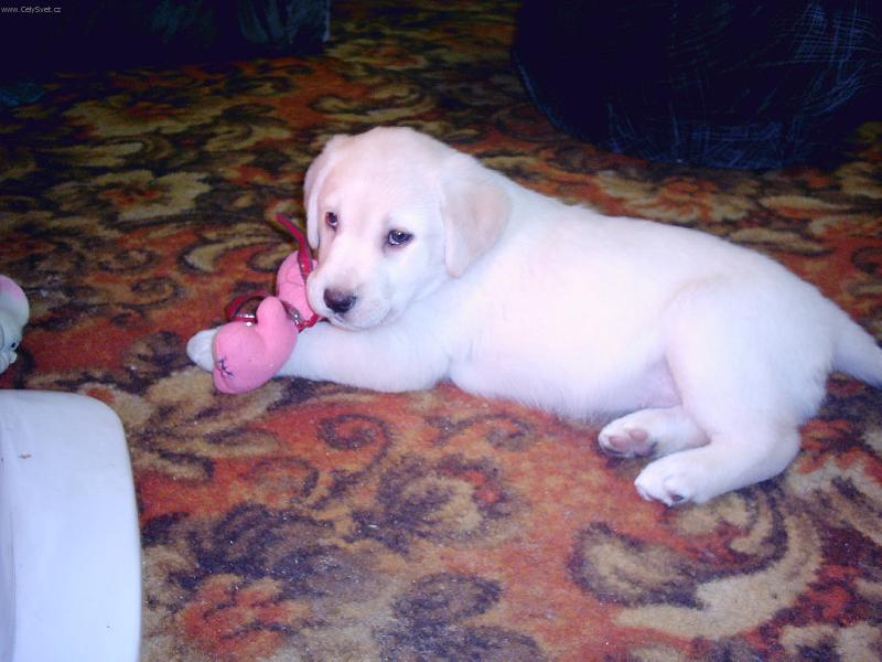 Foto: a ta �n�rka nepovol� a nepovol�