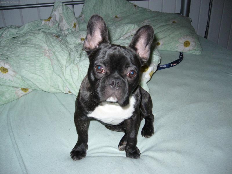 Foto: Blueberry-to je m�j pel�ek,ty b� sp�t jinam!!