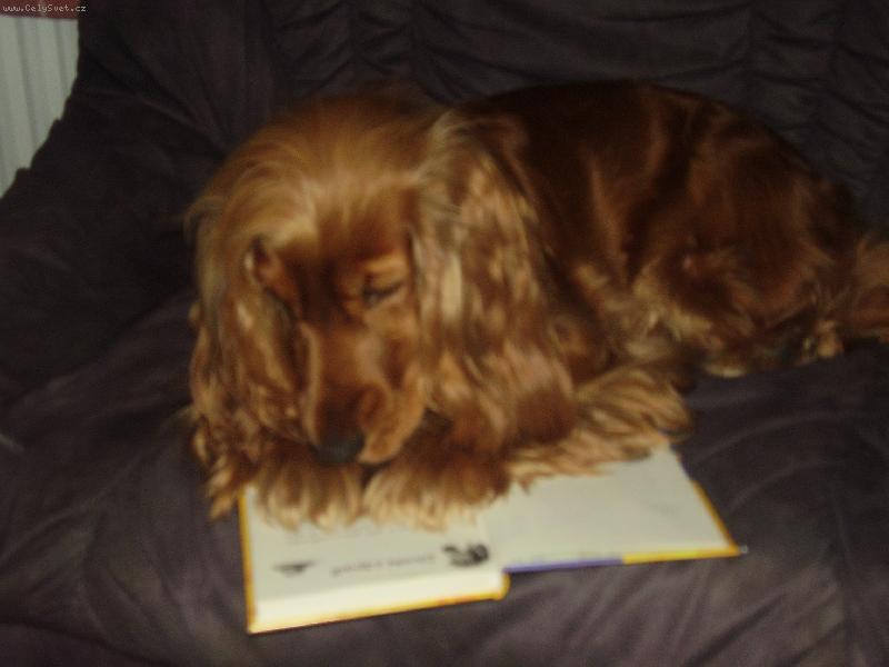 Foto: Klub  mlad�ch �ten���-to v ��dn�m p��pad� nem� po m�....:)