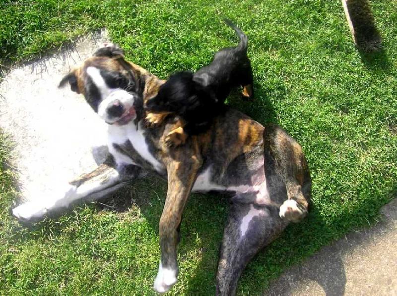 Foto: "U� t� m�m fakt pln� zuby"-boxer a jezev�ice