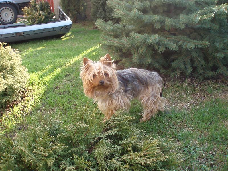 Foto: Samanta-na zahrad�