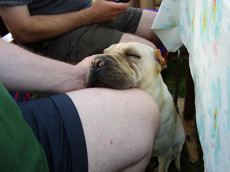 Foto: Zaslou�en� odpo�inek-nejred�i odpo��v� s hlavi�kou polo�enou na noze p�na