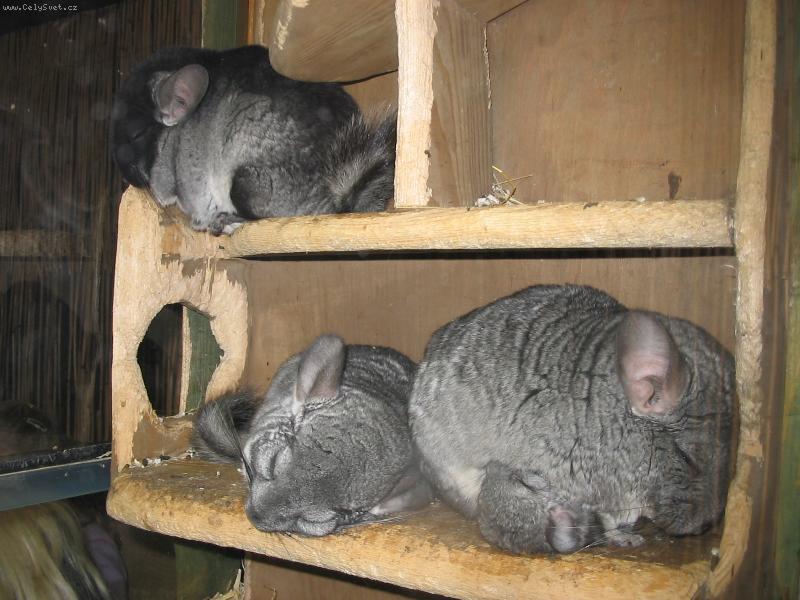 Foto: na�e �in�ily-po�adna kocovina!!!!