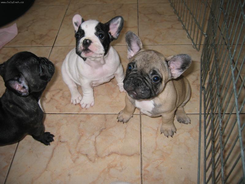 Foto: �ten�tka-ty vogo!! takov� velk� kost