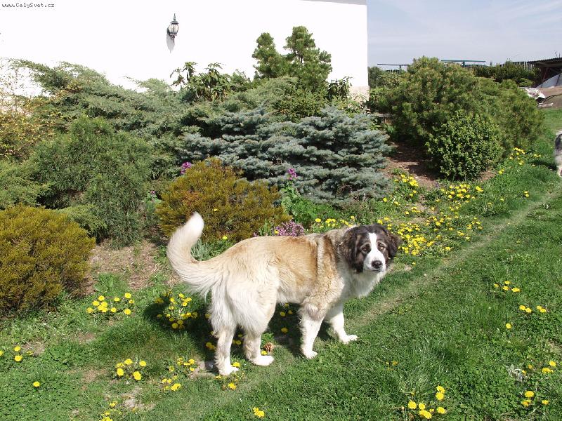 Foto: Barunka ve sv�m domov�-B�ra na zahrad�