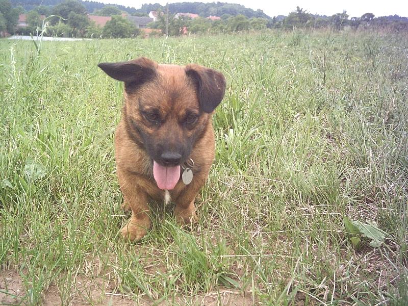 Foto: MaXicek-Cucam jak vyvoranej !! pes ! :)