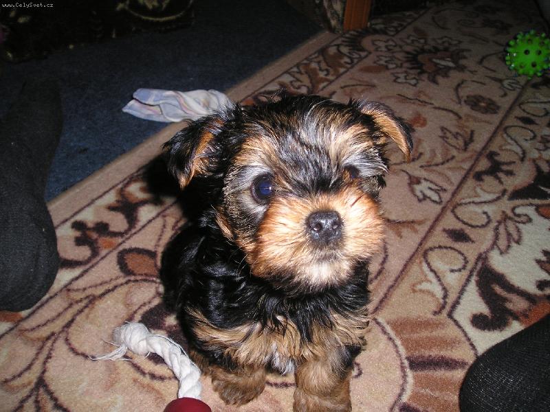 Foto: pi�kot-jse v�t�� ne� pi�kot