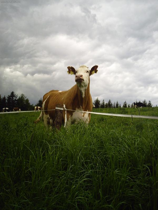 Foto: Moje kamar�dka-Zuzanka