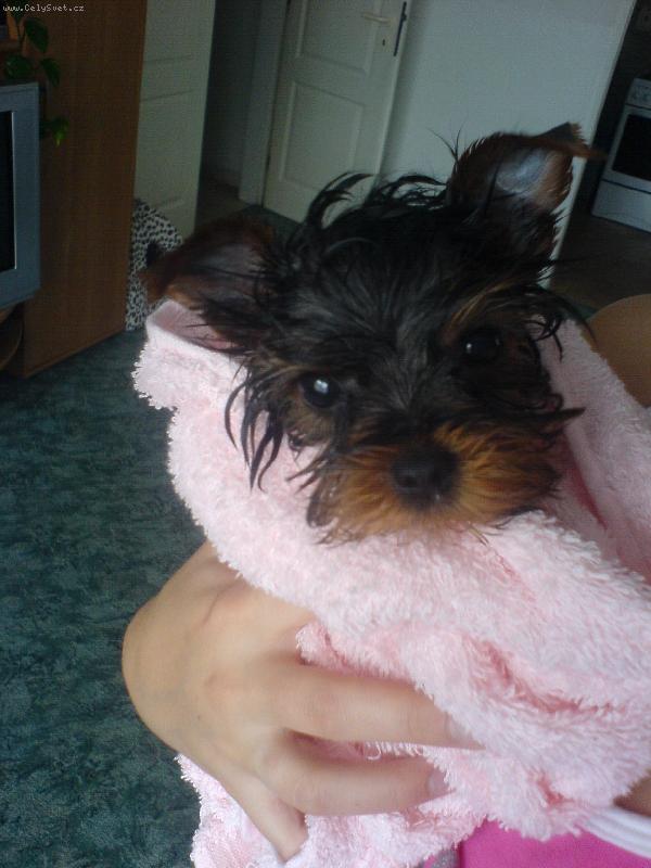 Foto: Bob��ek Spee��nek-Speedinka po koup�n�