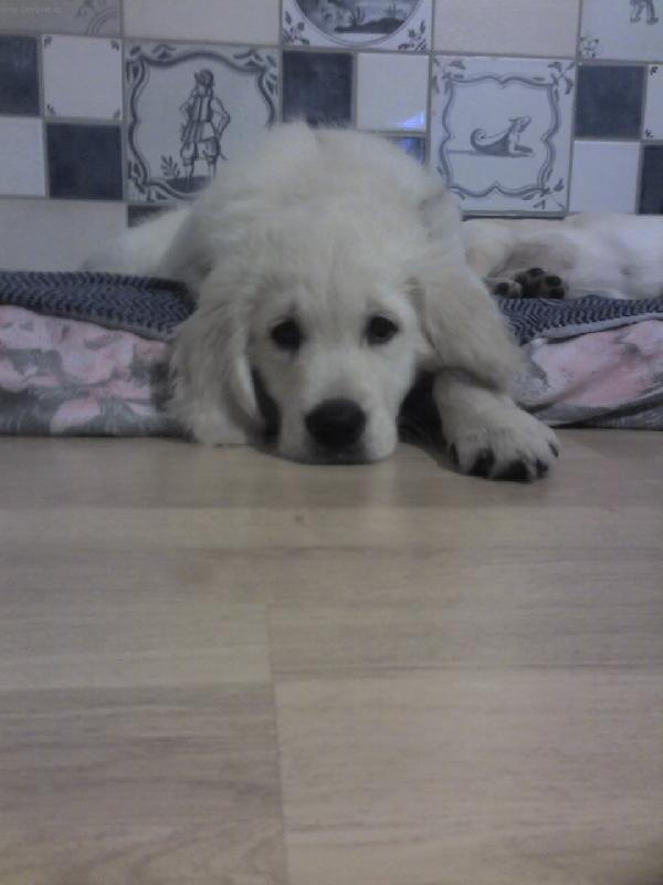 Foto: kuk...-Angelo pozuje zatim co jeho kamos spinka...