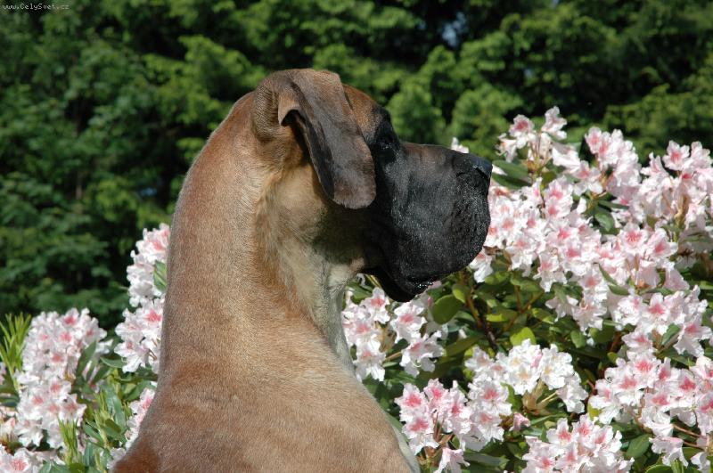 Foto: Akki Sylvadog Bohemia-jsem d�le�it�