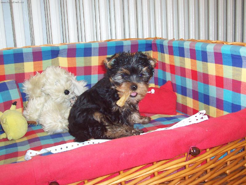 Foto: Moje kosti�ka a tu nikomu ned�m!Chcete m� fotit?Fajn,ale jedin� s kosti�kou!!!-Bert�k a kosti�ka